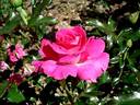 France Bleu ® rose photo