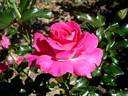 France Bleu ® rose photo