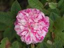 Oeillet Double rose photo