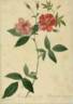 Rosa hudsoniana scandens rose photo