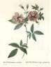 Rosa hudsoniana scandens rose photo
