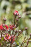 Dwarf Fairy rose photo