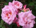 Carmenta rose photo