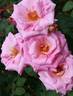 Carmenta rose photo