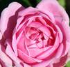 Arcadia rose photo