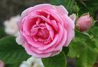 Arcadia rose photo