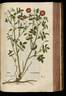 R. gallica rose photo
