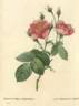 <i>Rosa centifolia anemonoides</i> rose photo