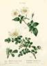 R. sempervirens rose photo