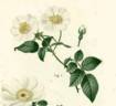 R. sempervirens rose photo