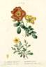 R. berberifolia rose photo
