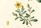 R. berberifolia rose photo