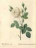 <i>Rosa muscosa</i> staxon <i>alba</i> hort. ex Andrews rose photo