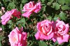 Carmenta rose photo