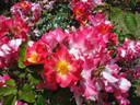 Alex Lutz® rose photo