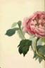 <i>P. moutan</i> Sims synonym peony photo