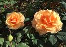 Brandy ™ (hybrid tea, Swim rose photo