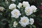 Custard Cream rose photo