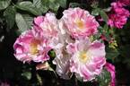 La Fillette rose photo