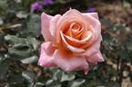 Samantha's Dream rose photo
