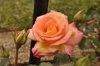 Say Cheese rose photo
