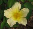 Bermuda Yellow Mutabilis rose photo
