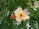 Keith Maughan rose photo