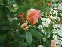 Keith Maughan rose photo