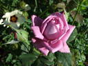 Nil Bleu ® rose photo