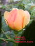 <i>Rosa rubiginosa</i> 'Goldbush' rose photo