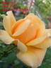 <i>Rosa rubiginosa</i> 'Goldbush' rose photo