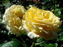 Cyrano de Bergerac® rose photo