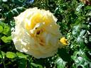 Cyrano de Bergerac® rose photo