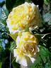 Cyrano de Bergerac® rose photo