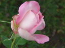 Silver Lining rose photo