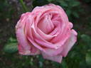 Silver Lining rose photo