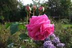 Madame Hersilie Ortgies - in commerce rose photo