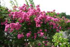 Bordeaux (hybrid multiflora, Soupert rose photo