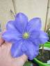 Fujimusume clematis photo