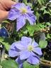 Fujimusume clematis photo