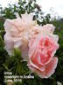 Irma rose photo