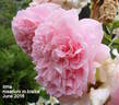 Irma rose photo