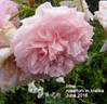 Irma rose photo