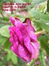 Capitaine John Ingram rose photo