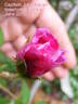 Capitaine John Ingram rose photo
