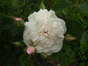 Blanche Duranthon rose photo