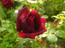Bonne Nuit rose photo
