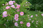 Betty Bland rose photo