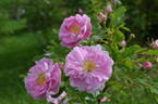 Betty Bland rose photo