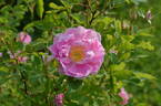 Betty Bland rose photo